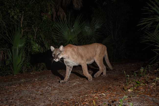 A mountain lion walks towards the camera in this night glimpse of the elusive cat.