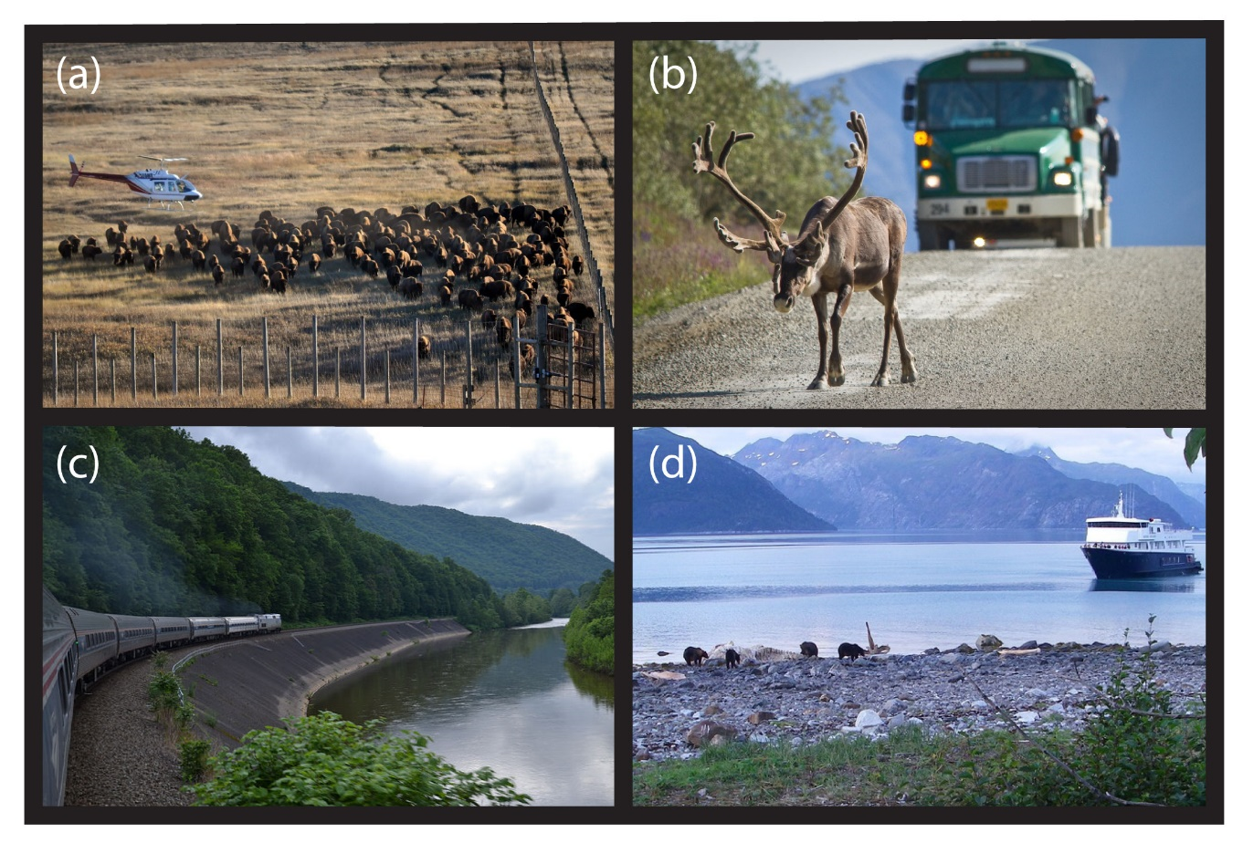 four images: a heard of elk, a bus driving toward a caribou, a train traveling along a lake, a boat on a lake