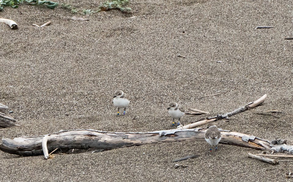 Three plovers with colored leg bands stand around a beach log