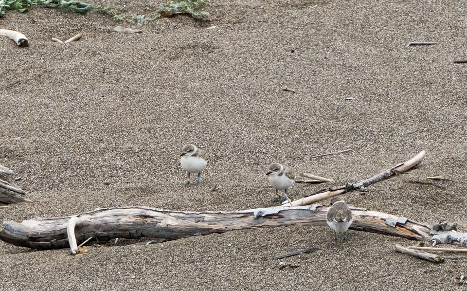 Western Snowy Plovers Three plovers with colored leg bands stand around a beach log