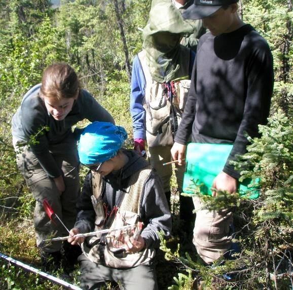 Students in the North for Science program measuring an unburned plot just outside the 2005 Chapman Creek Fire for comparison.