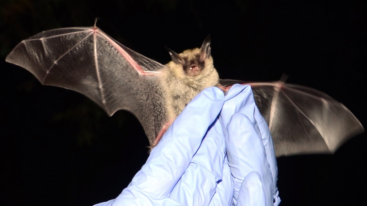 Gloved hands hold a bat that has both wings outstretched and its mouth open