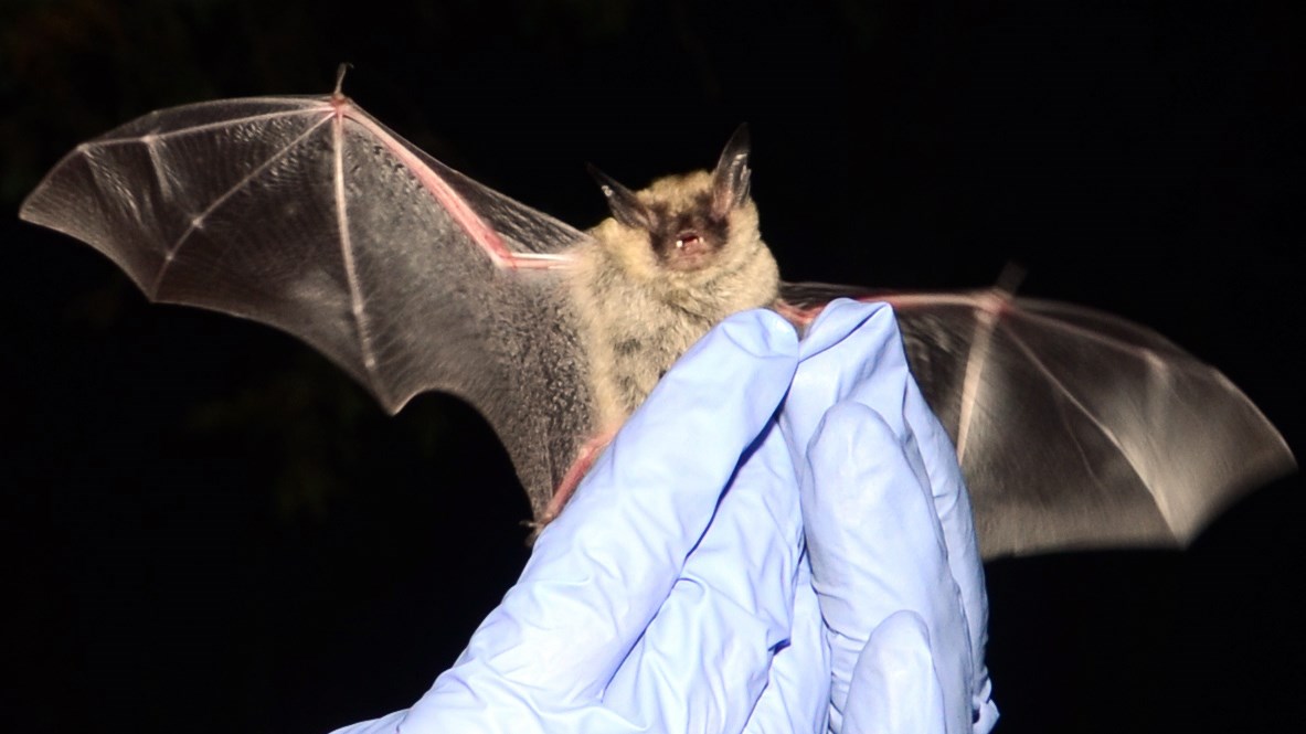 Northern long-eared bat Gloved hands hold a bat that has both wings outstretched and its mouth open