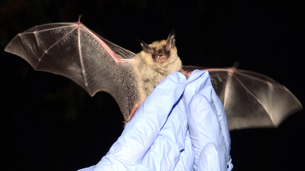 Northern long-eared bat Gloved hands hold a bat that has both wings outstretched and its mouth open