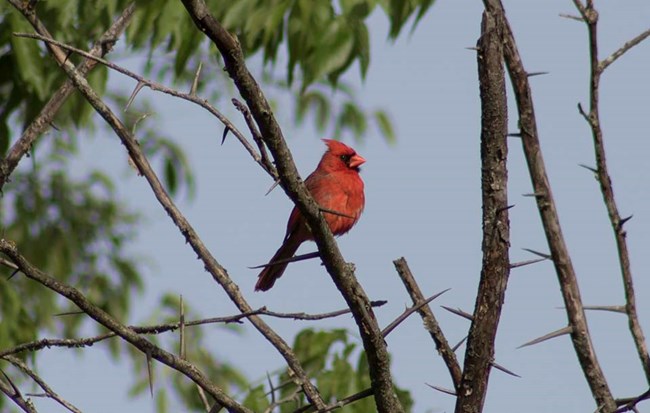 Northern Cardinal WICR Northern Cardinal in tree.