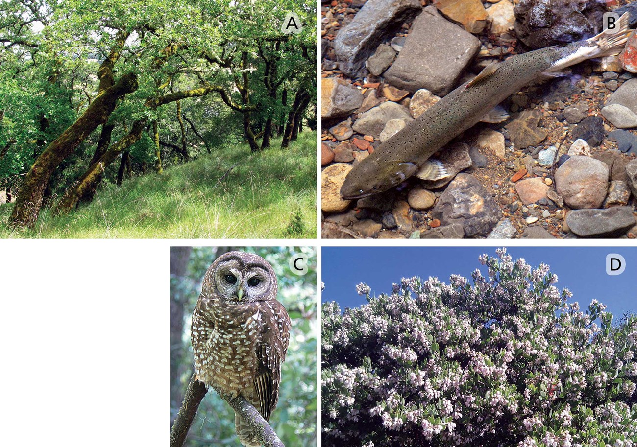 Mt. Tam’s blend of microclimates has given rise to tremendous ecological diversity see caption