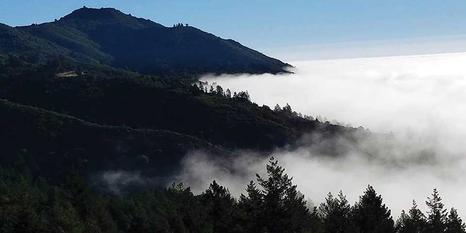 Forested Mount Tamalpais rises above lowland fog.