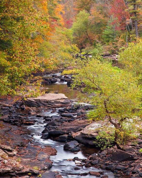 stream runs among fall trees