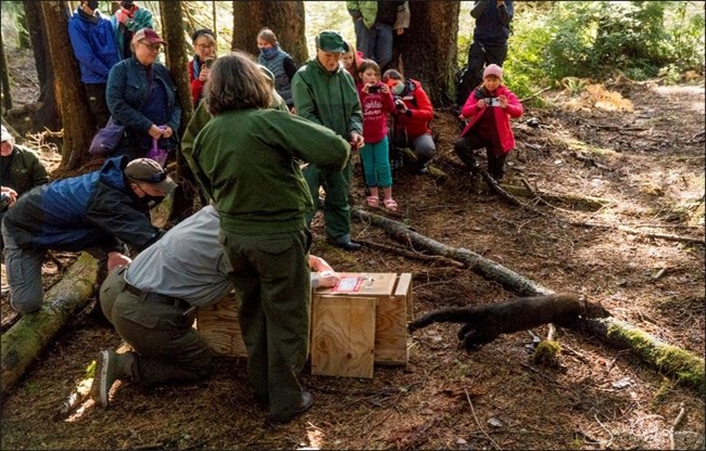 In the forest, a group of children and adults crowd around a park ranger who is releasing a fisher (a small, brown, four-legged mammal) out of a wooden box and into the woods.