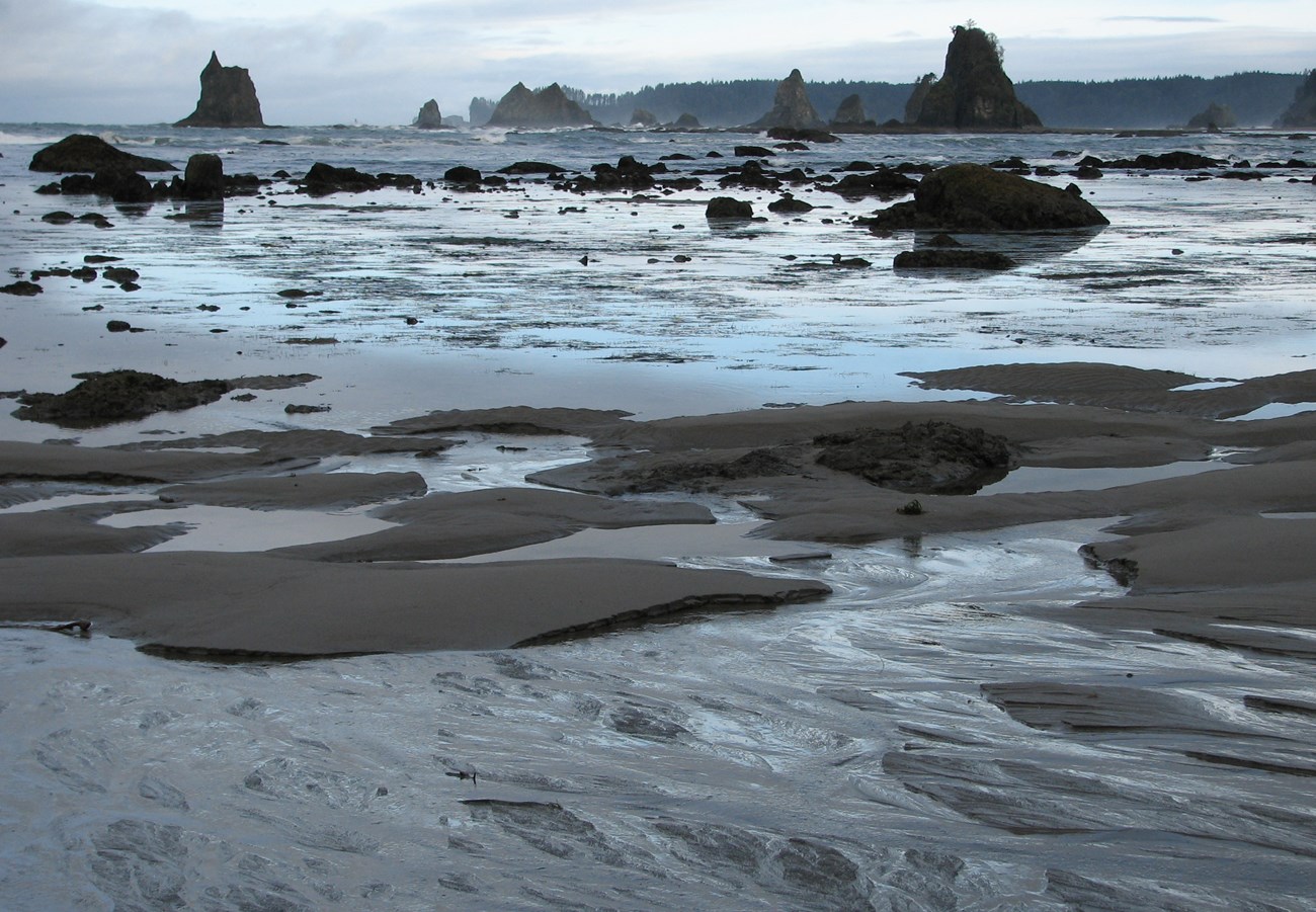 sand and sea stacks exposed at low tide