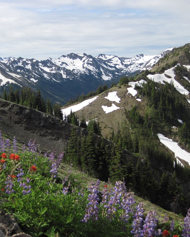 wildflowers and mountains