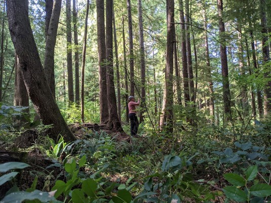 A girl stands in a luscious forest collecting lichen samples.
