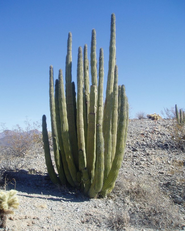 ORPI_cactus_nocover organ pipe cactus