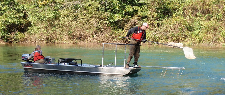 Electrofishing at Ozark National Scenic Riverways