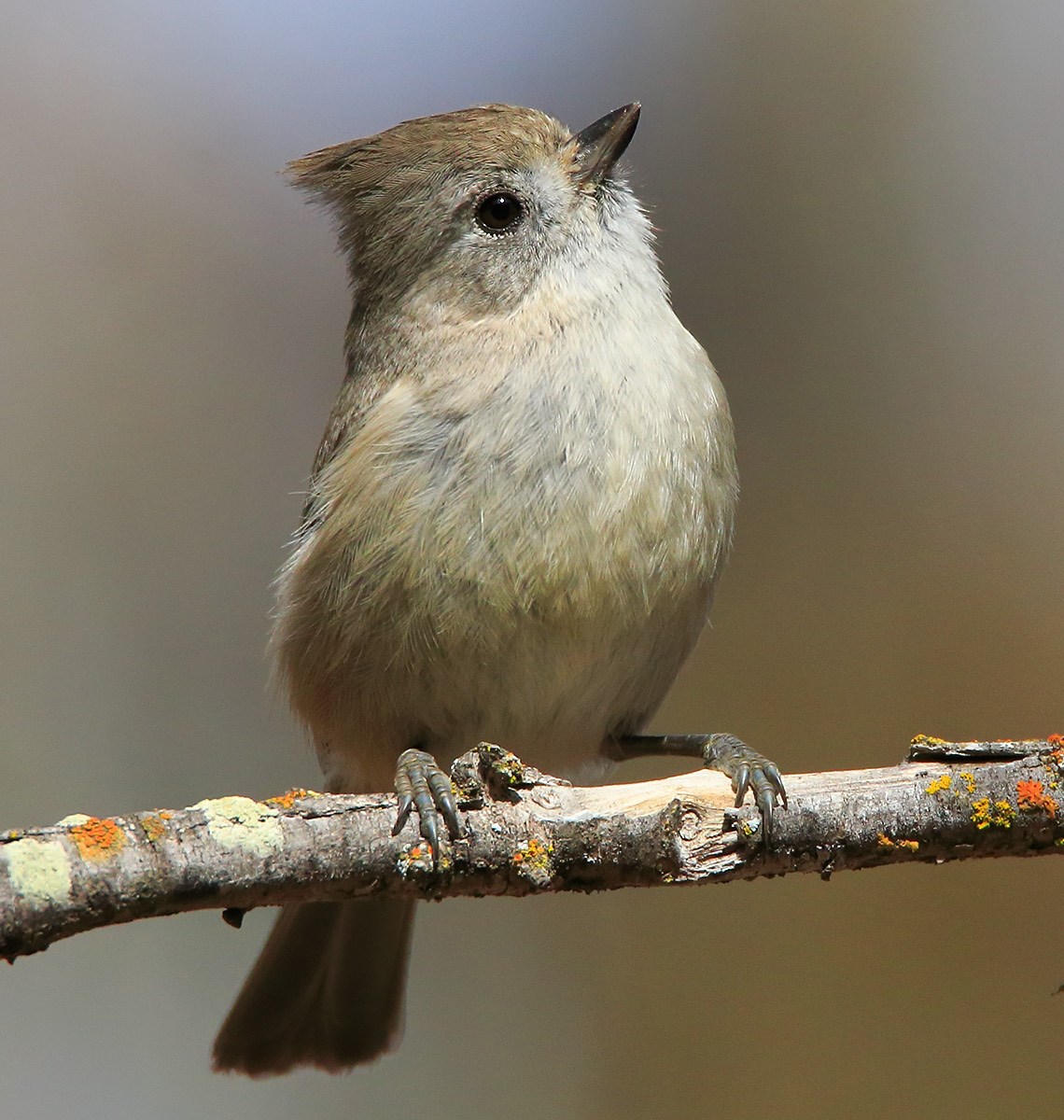 Oak Titmouse Oak Titmouse