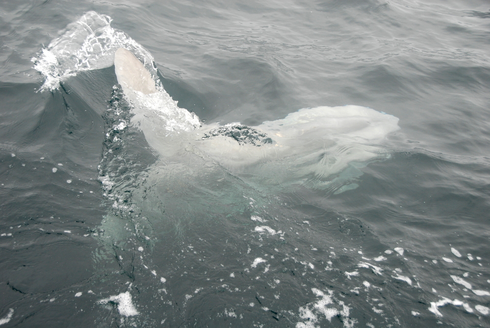 Ocean Sunfish: Gentle Giants now found in Acadia's Waters (U.S. National  Park Service)