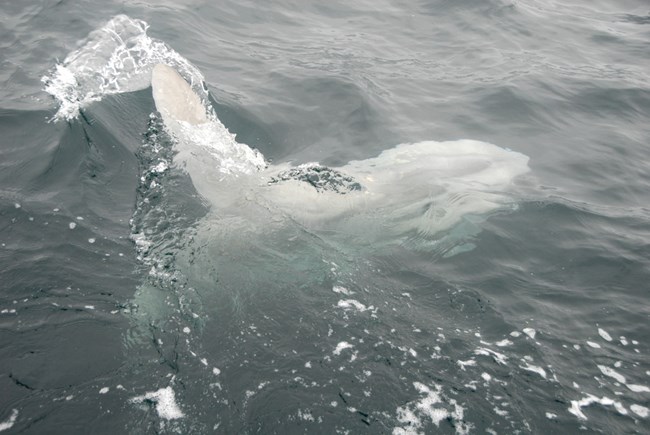 an ocean sunfish sunbathing on the surface of the ocean