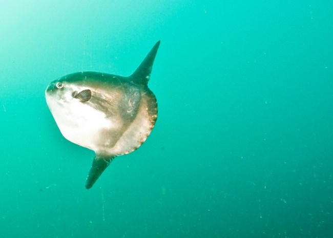 a large ocean sunfish seen below the ocean surface
