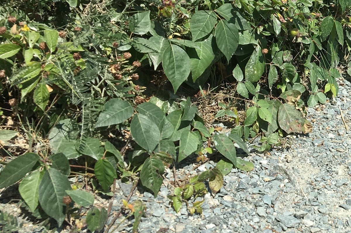 gravel path with poison ivy leaves