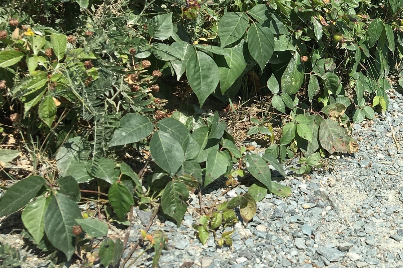 OceanPath_TOXRAD_3closeup_08232019 gravel path with poison ivy leaves