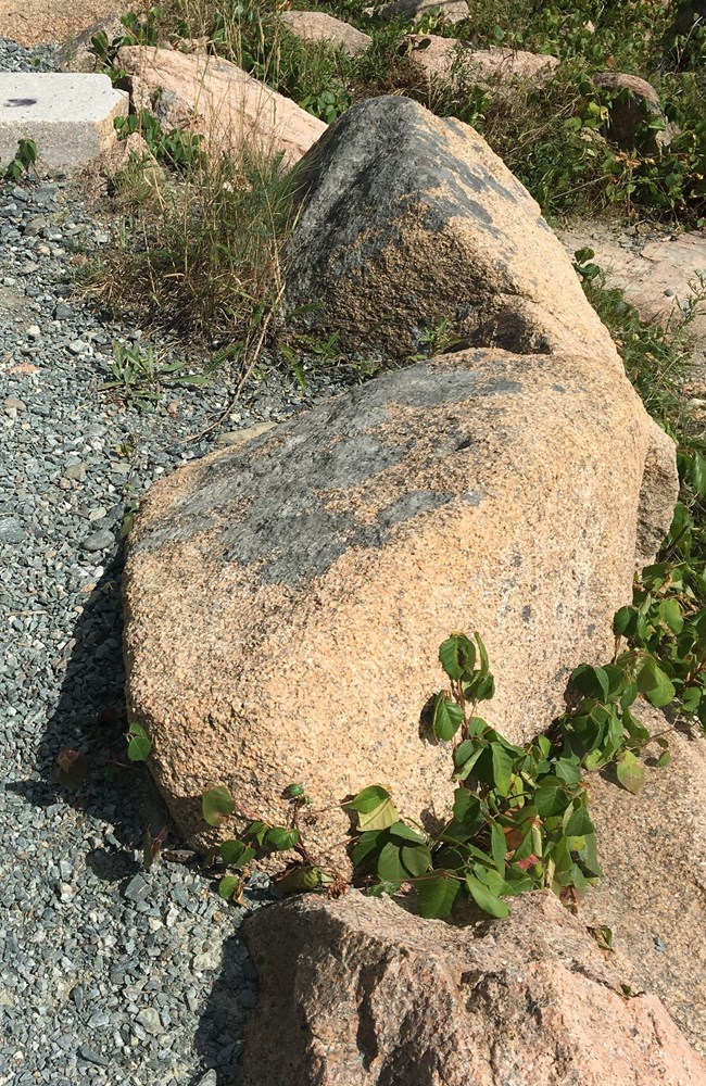 Poison ivy growing on rocks Poison ivy growing on rocks