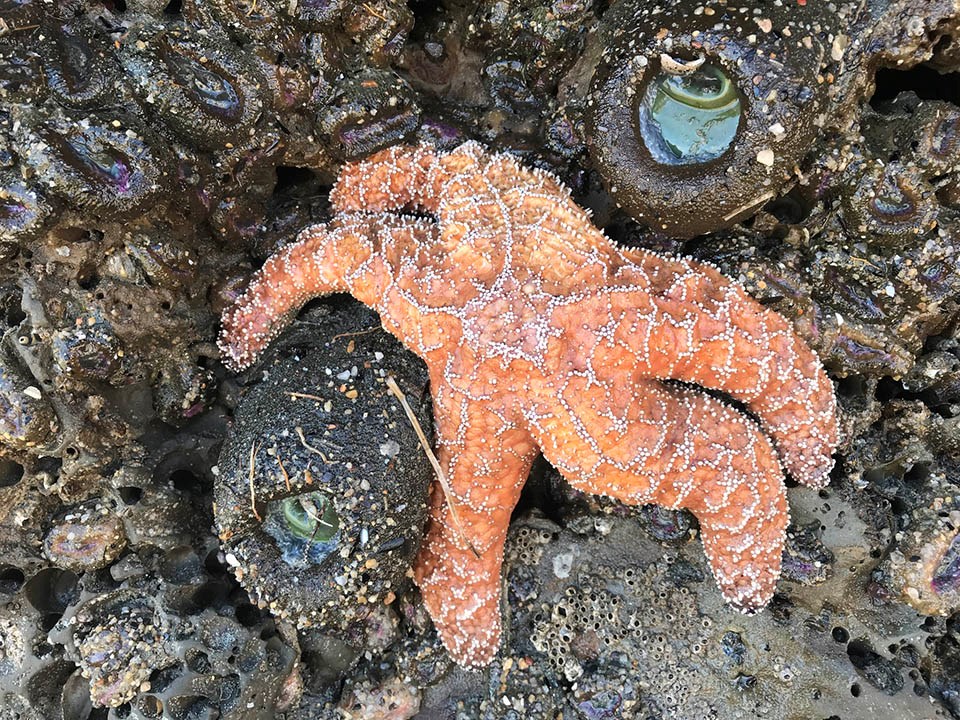 Ochre star on Drakes Beach Orange ochre star among anemones and barnacles, all out of the water at low tide