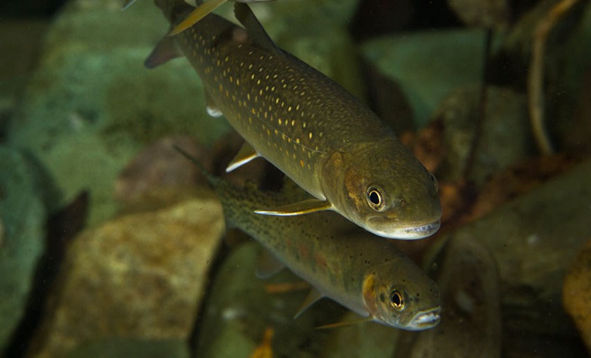 A juvenile bull trout swims through the water above a juvenile cutthroat trout.