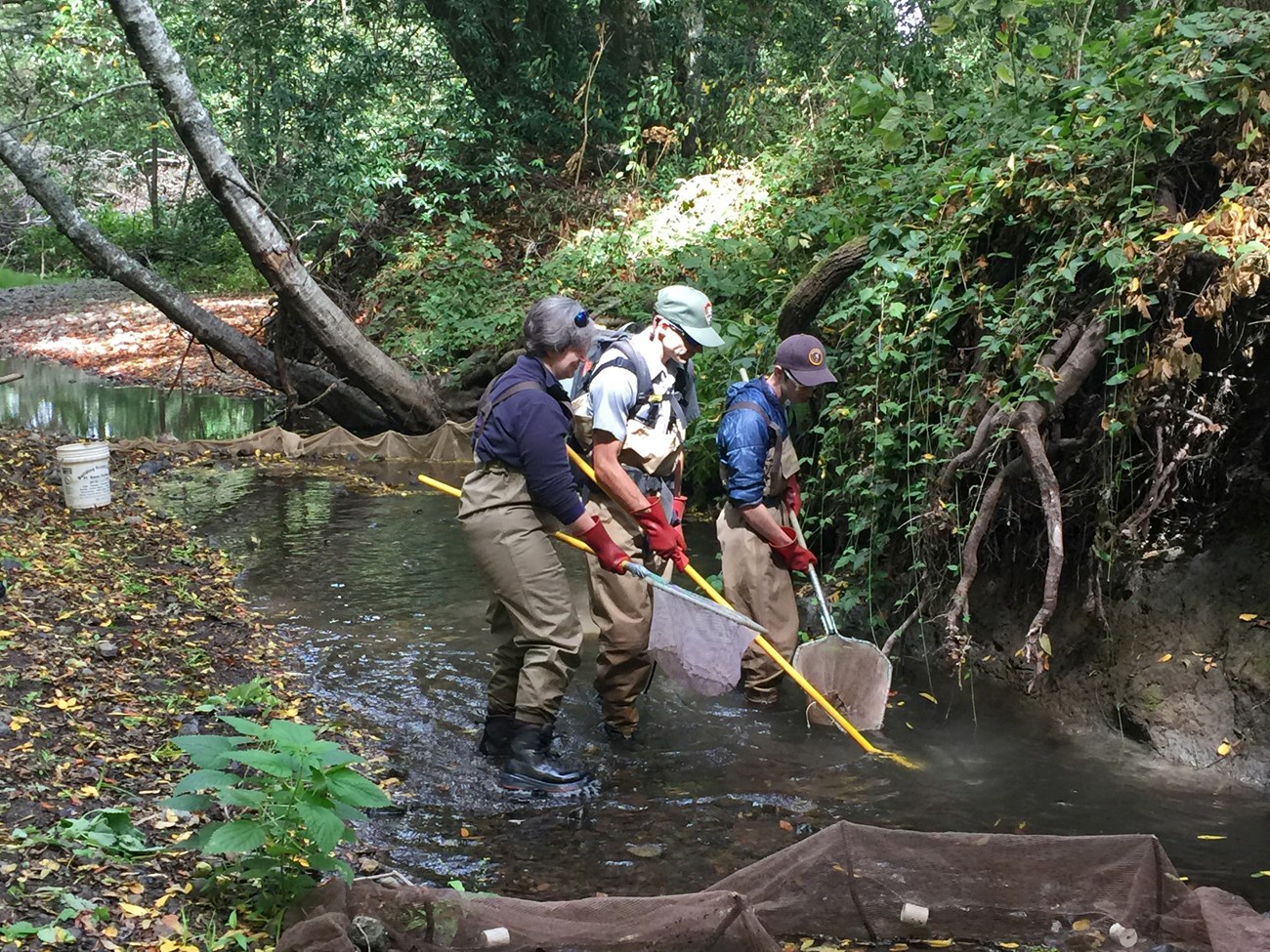 Volunteers with nets walk through a creek on either side of a fishery biologist carrying a backpack electrofisher