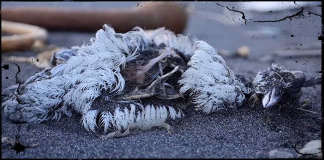 A dead bird on a beach at Katmai in 2016