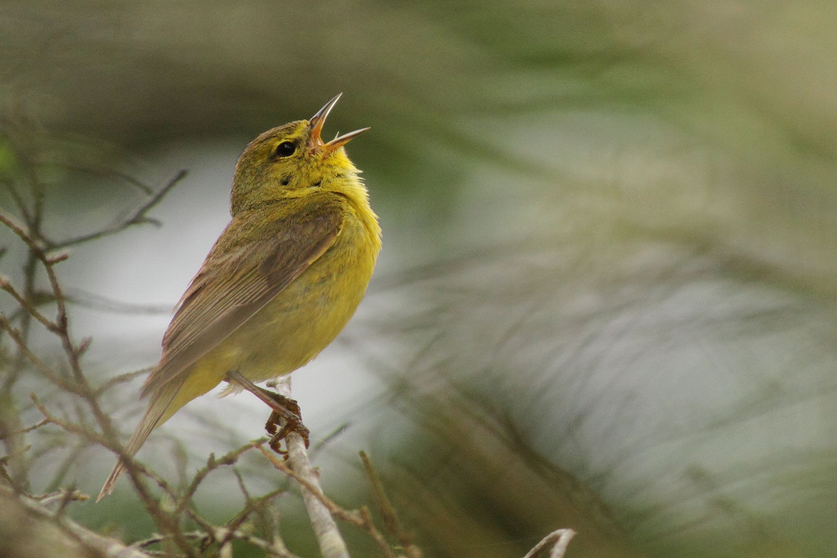 Greenish-yellow bird sings from a perch