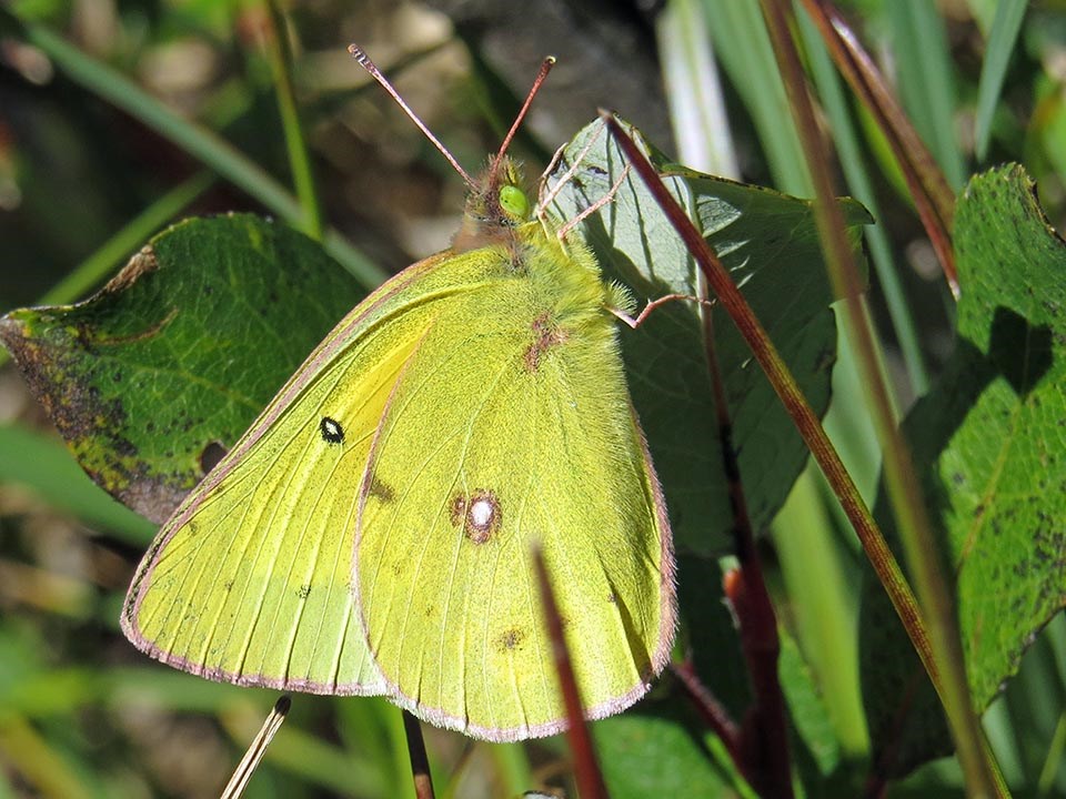 Ventral view of a greenish-yellow butterfly perched on a leaf