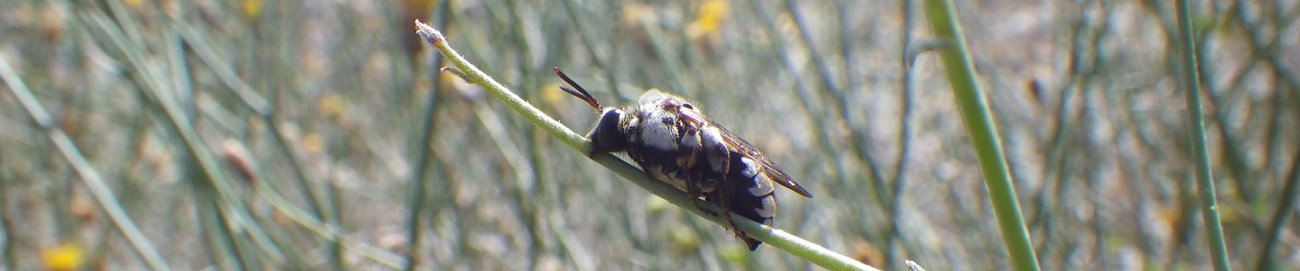 Figure three One image showing close-up of Ericrosis lata resting on a branch.