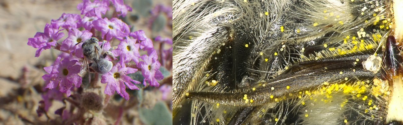 Two images: Left: Anthophora abroniae on pink flowers; Right: microscopic view of yellow pollen grains on hairs and galea of bee.