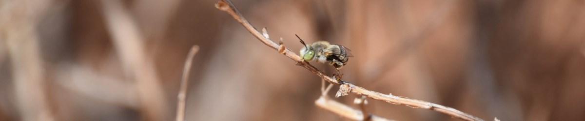 One image showing a close-up of Anthophora petrophila on branch.