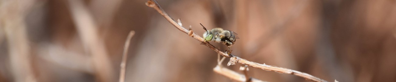 Figure five One image showing a close-up of Anthophora petrophila on branch.