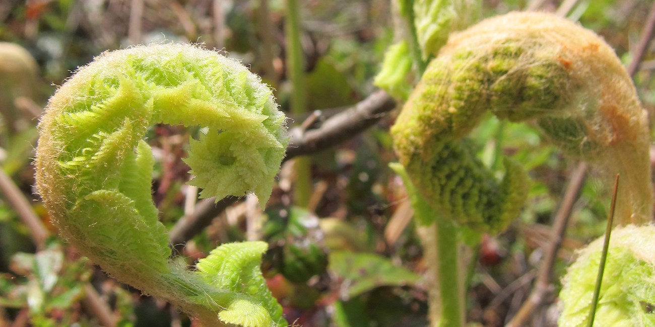 Cinnamon fern fiddleheads Close up of two cinnamon fern fiddleheads.