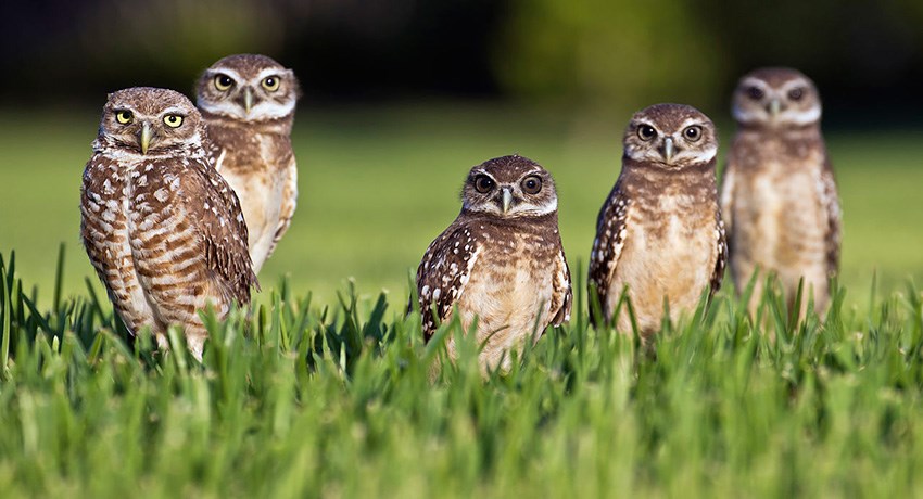 Five little birds standing on grass