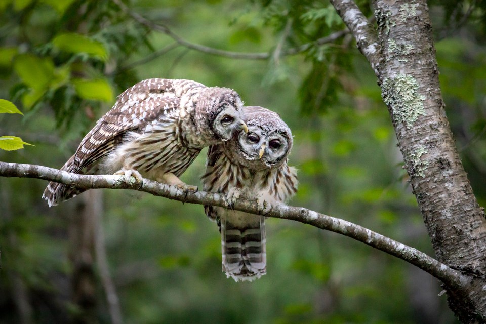 Owls on tree branch