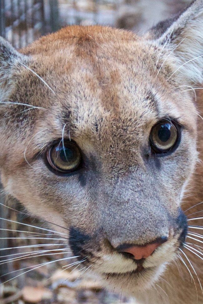 Mountain Lion looking into camera.
