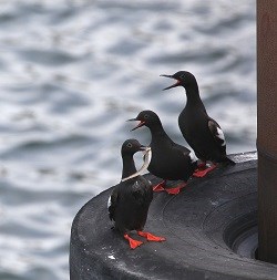 three pigeon guillemots sit on a buoy