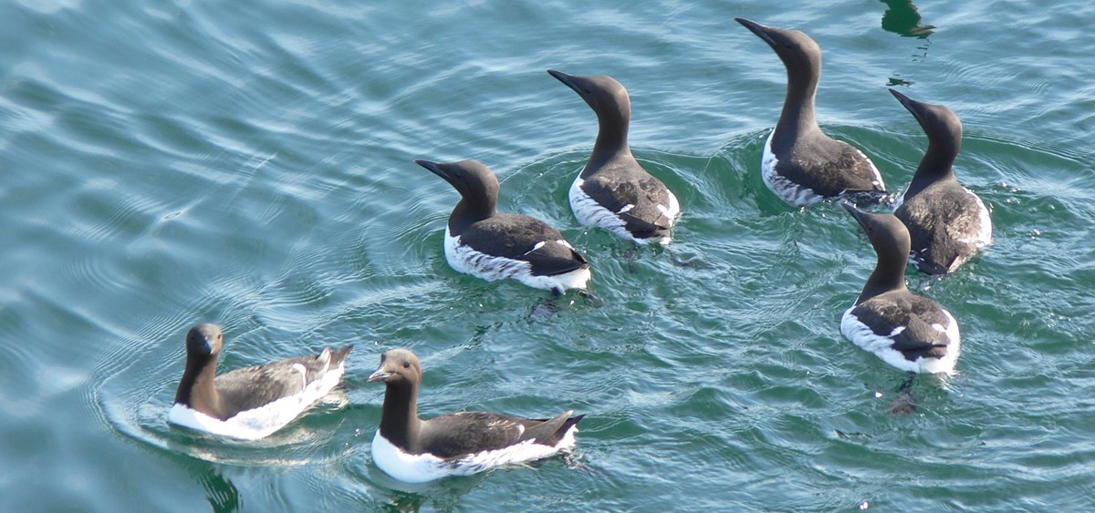 a group of murres in the water