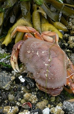 a dungeness crab on rocks and seaweed