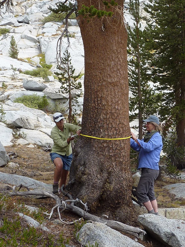 Scientists measuring a lodgepole pine Scientists measuring a lodgepole pine
