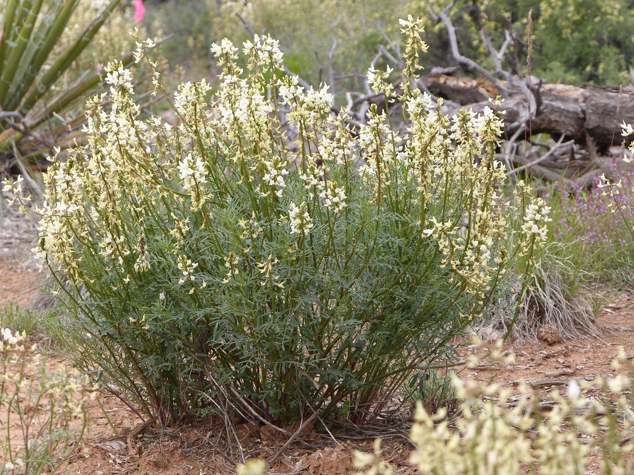 A plant with white flowers and green leaves, in reddish-tan soil.