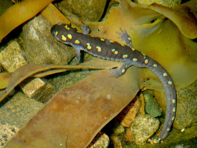black and yellow spotted salamander on kelp in a tidepool