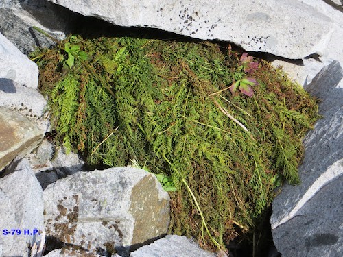 A pile of vegetation tucked between several boulders.