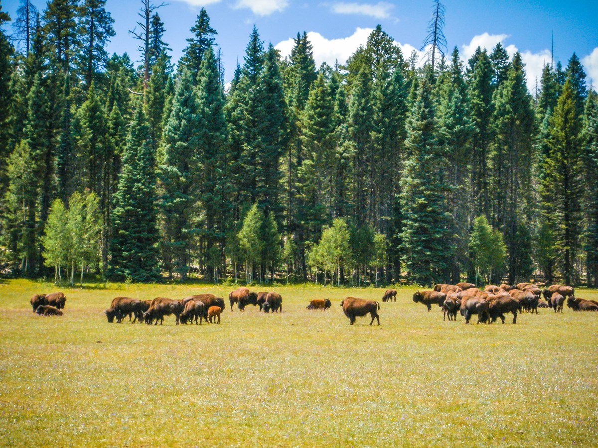 A herd of fifty bison grazing in a grassy meadow with a lush forest behind them. A herd of fifty bison grazing in a grassy meadow with a lush forest behind them.