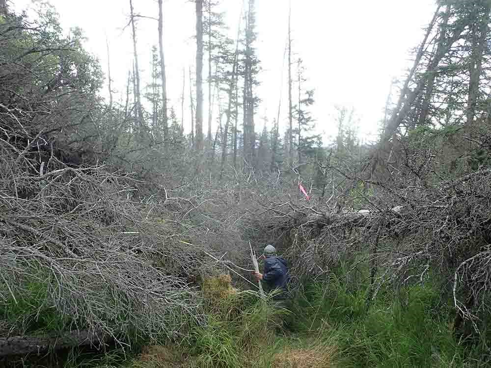 Windthrow of dead trees