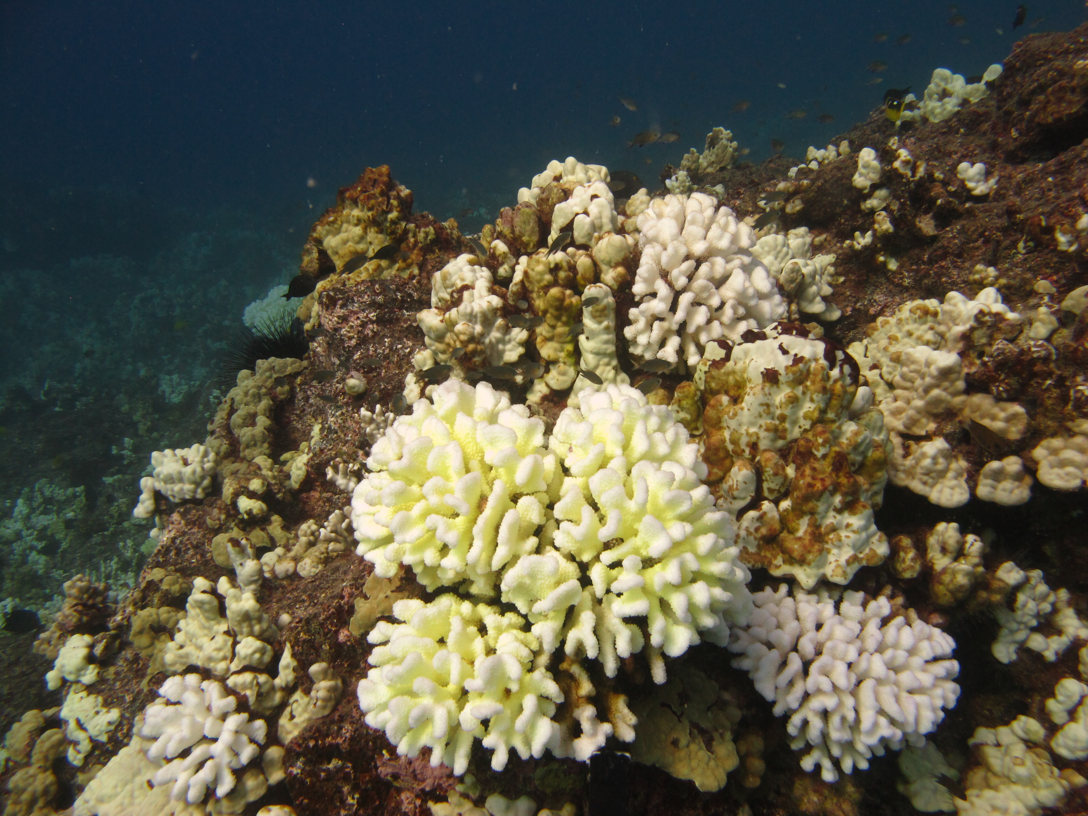 A close-up image of a cluster of yellow and white coral growing on a brown rock underwater.