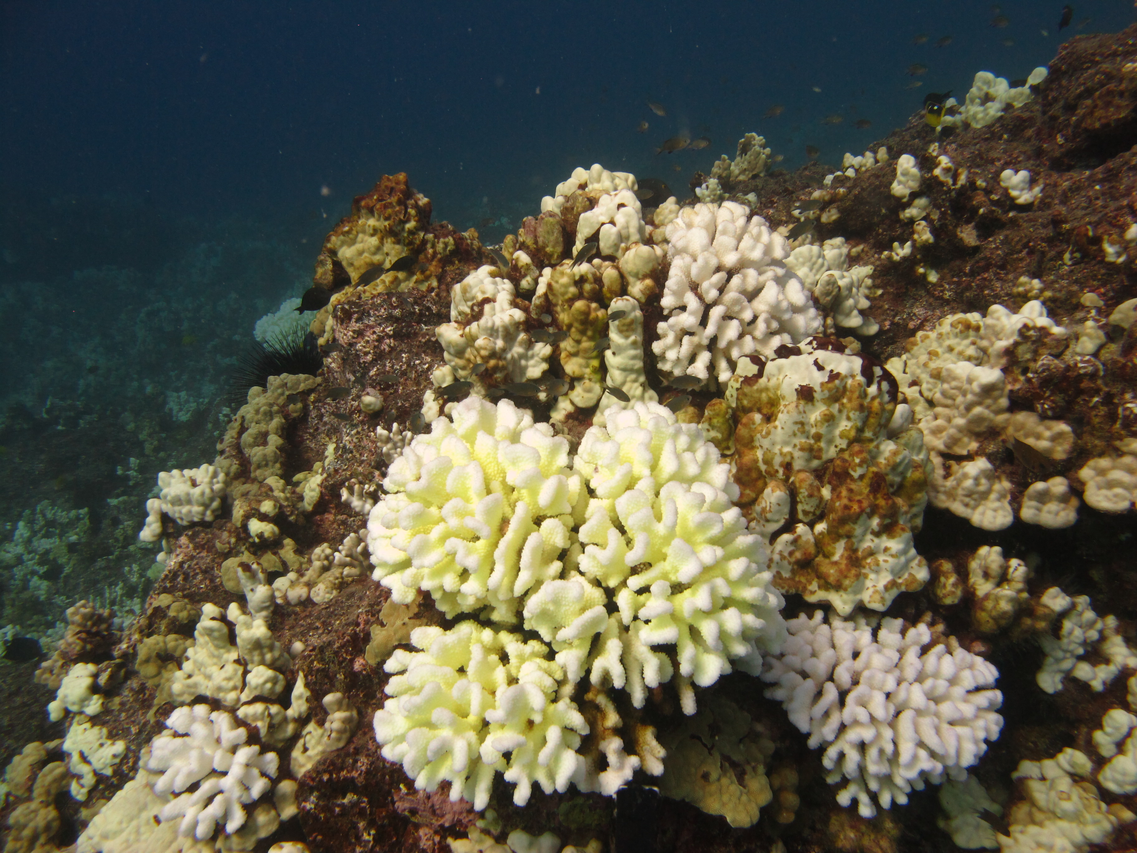 Coral bleaching in the pacific A close-up image of a cluster of yellow and white coral growing on a brown rock underwater.
